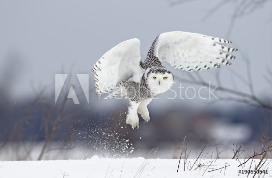 Picture of Snowy owl Bubo scandiacus lifts off to hunt over a snow covered field in Canada
